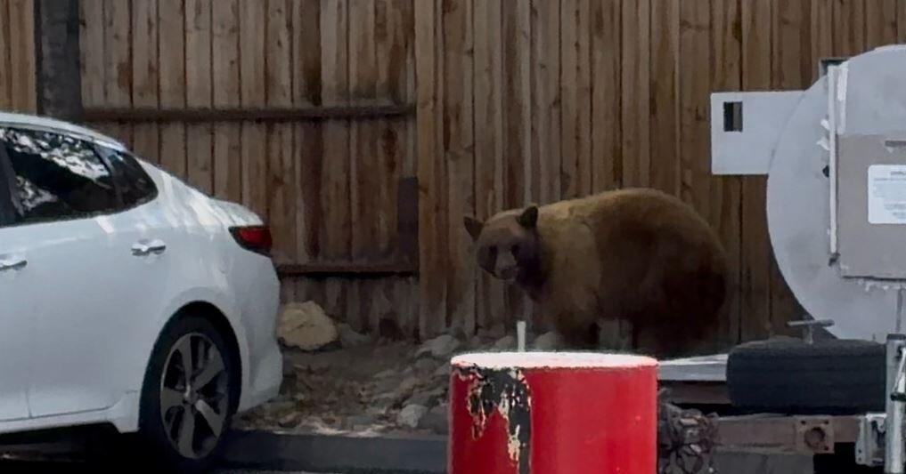 Bear captured after response near downtown Reno | Local News