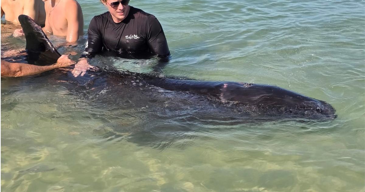Stranded whale species found on Naples Beach | Collier County