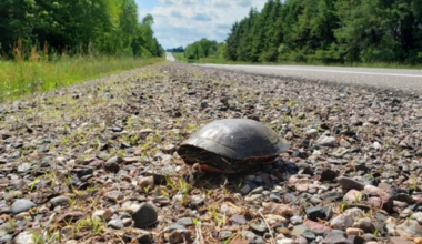 Wisconsin DNR urges drivers to protect turtles during nesting season | News