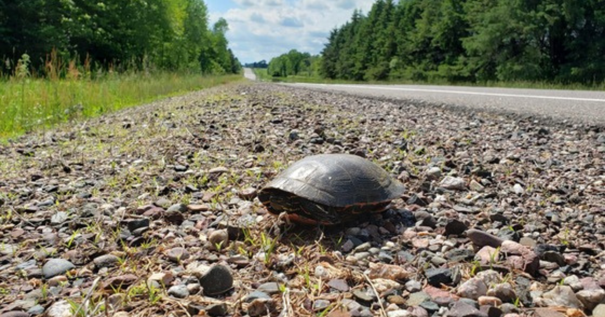 Wisconsin DNR urges drivers to protect turtles during nesting season | News