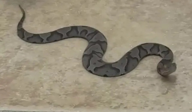 A close-up of a dark, patterned snake resting on a light-colored surface.