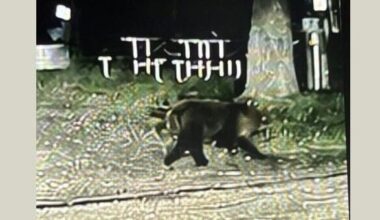 Police urge caution after a bear cub was spotted in Chesaning | Local