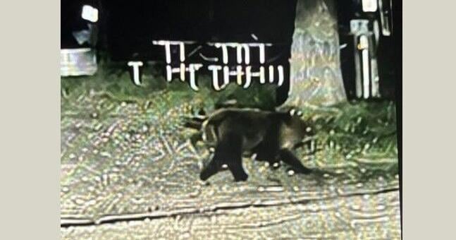 Police urge caution after a bear cub was spotted in Chesaning | Local