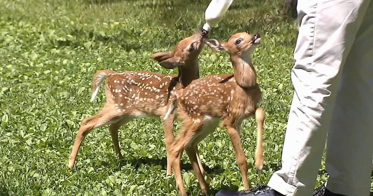 Poconos wildlife experts urge public: Leave fawns alone | Poconos and Coal Region