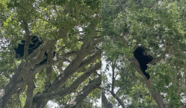 Juvenile black bear saves self from tree in Naples, runs back into woods | Collier County