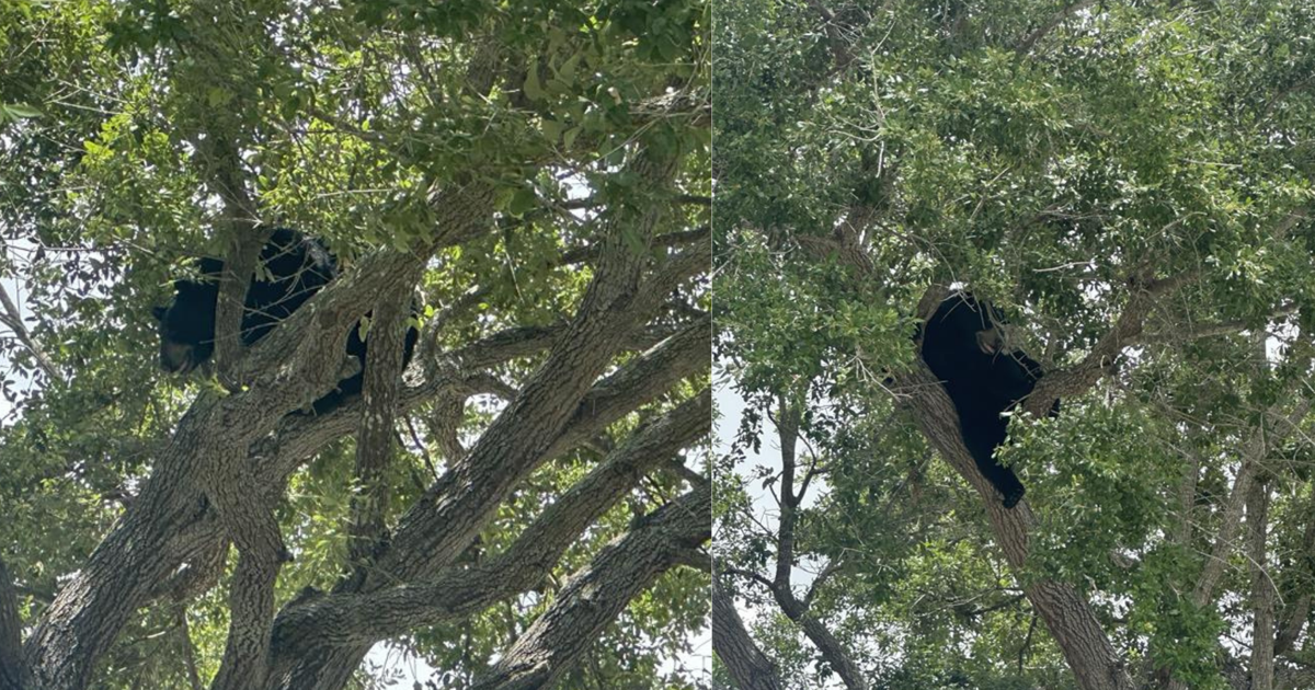 Juvenile black bear saves self from tree in Naples, runs back into woods | Collier County