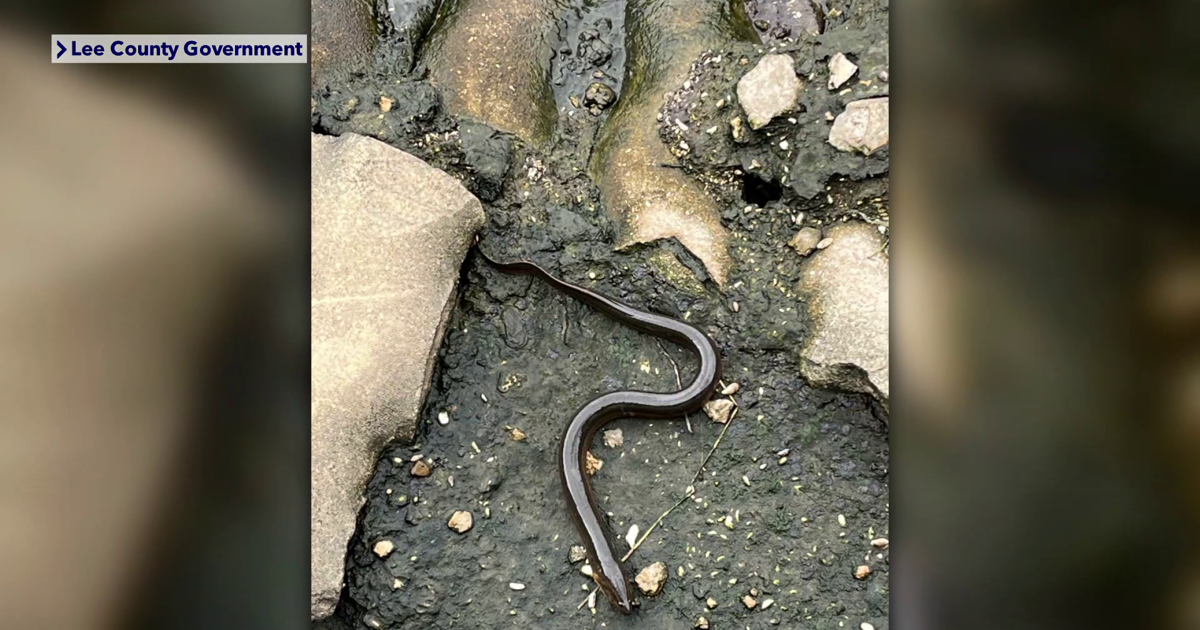 Invasive swamp eel spotted at Fort Myers Manatee Park, experts alarmed | Collier County