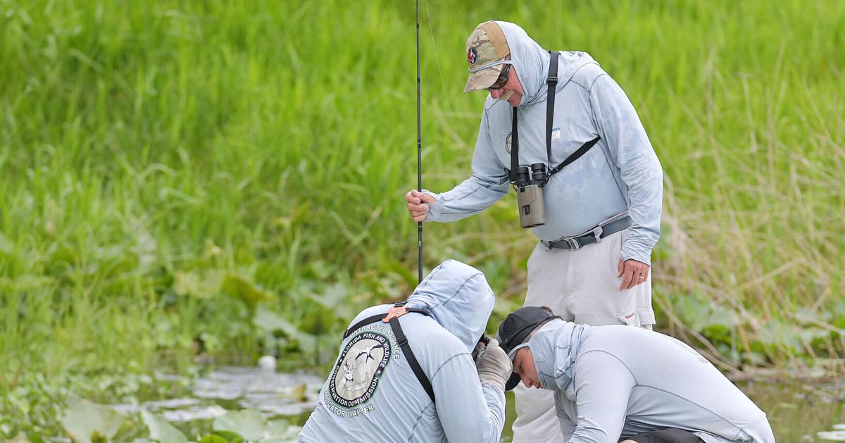 FWC captures alligator believed to have bitten woman - chronicleonline.com