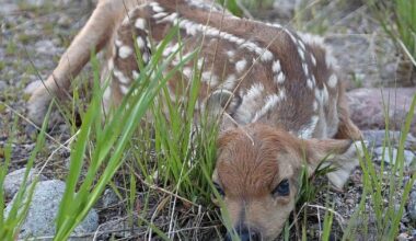 Don’t touch or take home baby deer or elk found in the wild | News