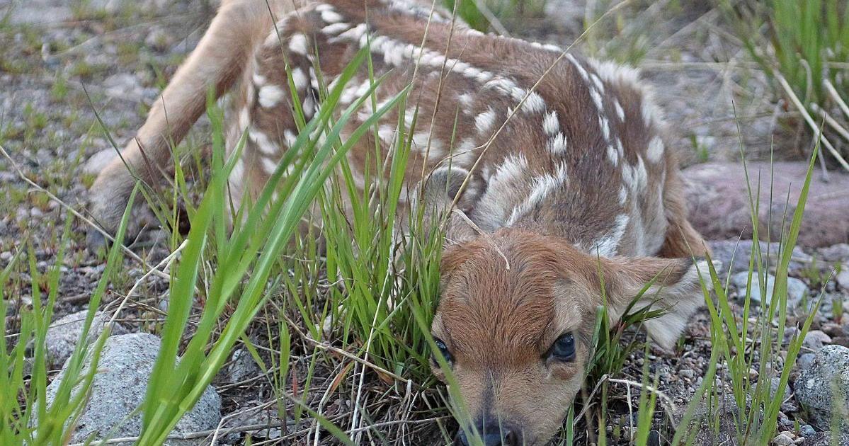 Don’t touch or take home baby deer or elk found in the wild | News