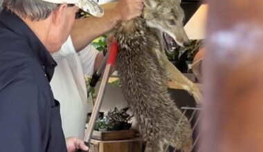 Coyote wanders inside store on Sullivan’s Island