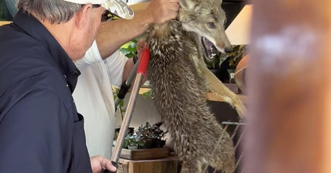 Coyote wanders inside store on Sullivan’s Island