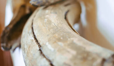 Reported ancient mammoth bones found deep in Alaska were actually whales from 250 miles away