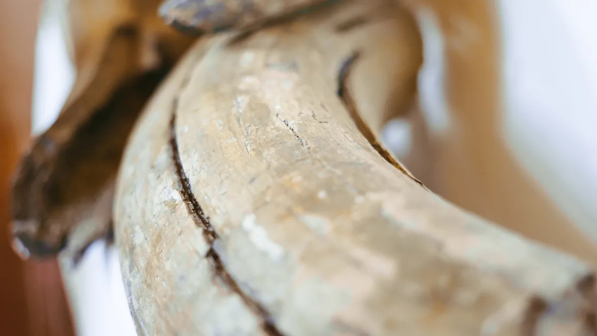 Reported ancient mammoth bones found deep in Alaska were actually whales from 250 miles away