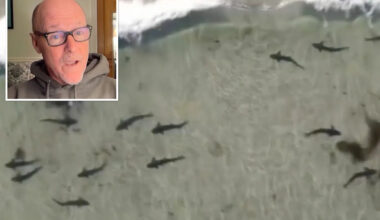 Shark season could be brutal in SoCal this summer, experts warn