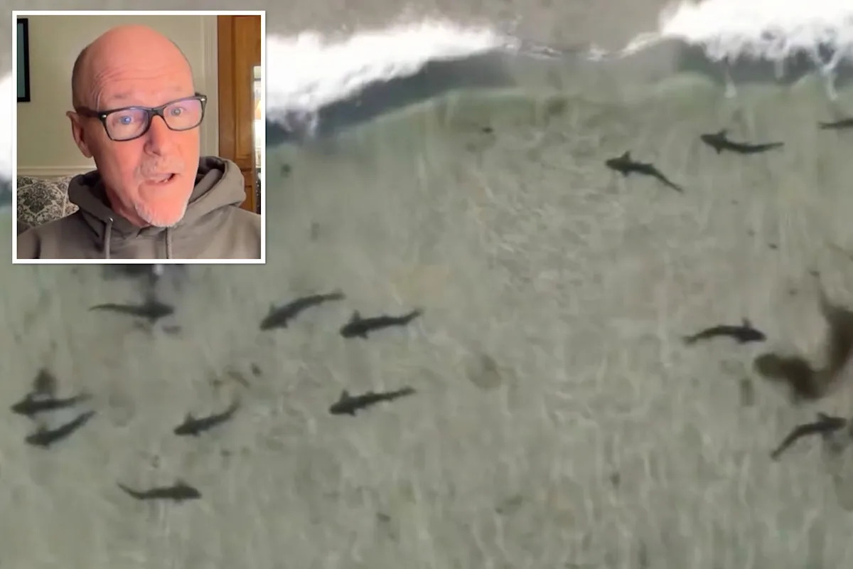 Shark season could be brutal in SoCal this summer, experts warn