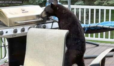 Black bear sightings becoming more common in southern Minnesota