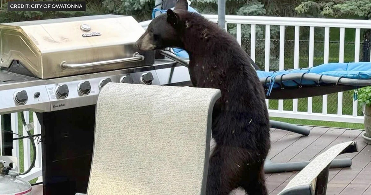 Black bear sightings becoming more common in southern Minnesota