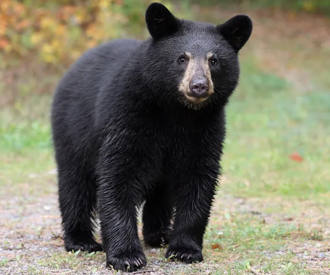Black bear