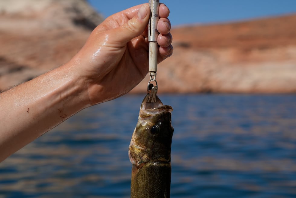 FILE - Utah State University lab technician Justin Furby weighs a smallmouth bass June 7,...
