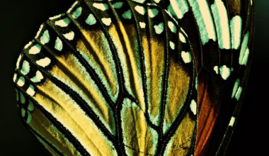 Scientists Were Studying Butterfly Wings—and Found a 120 Million-Year-Old Evolutionary Pattern
