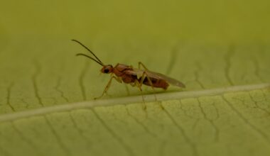 The ant was first discovered in Georgia in the 1930s.