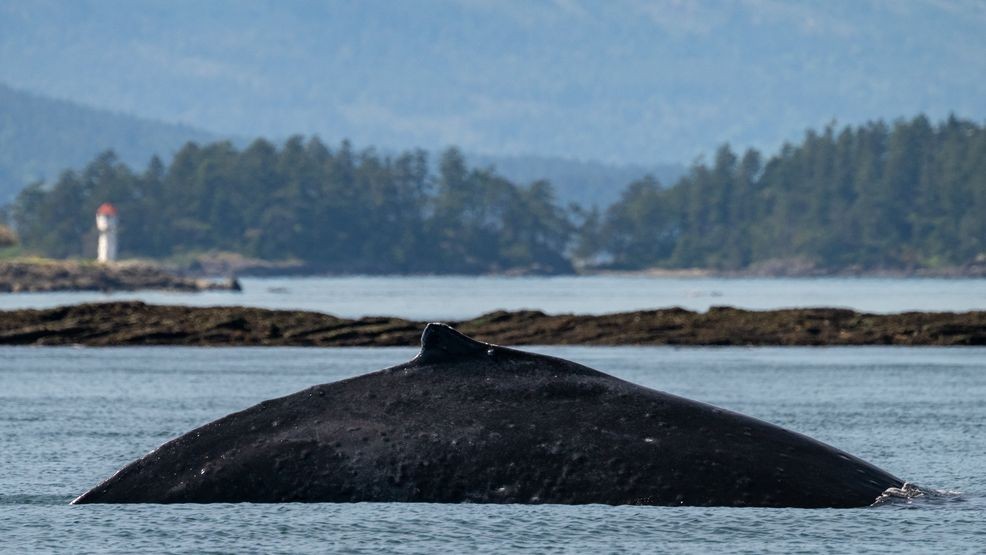 Big Mama returns to the Salish Sea. (Courtesy Jeff Friedman, Maya's Legacy - PWWA)