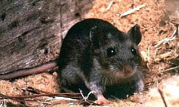 Colorado hantavirus death not linked to MV Hondius outbreak