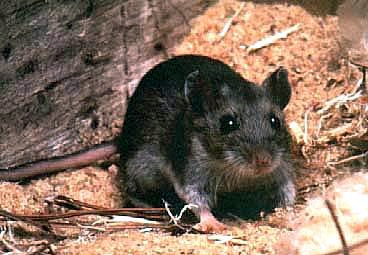 Colorado hantavirus death not linked to MV Hondius outbreak
