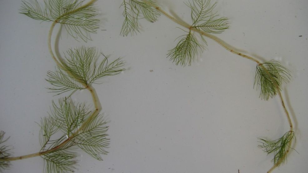 A look at the Eurasian Milfoil plant species. (Maine Department of Environmental Protection)
