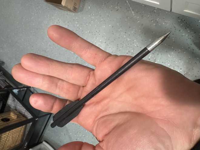 Arrow removed from duck's bill arrow removed from duck's bill
