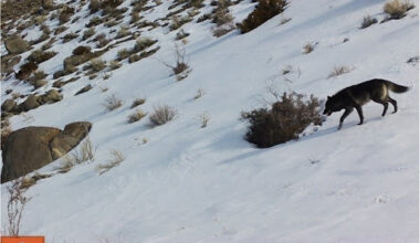 A lone wolf crossed into Nevada. Scientists are watching what happens next.