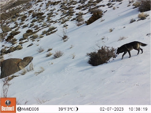 A lone wolf crossed into Nevada. Scientists are watching what happens next.