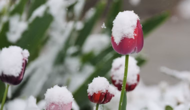 These cities waited for snow all winter. Now several inches will fall in May.