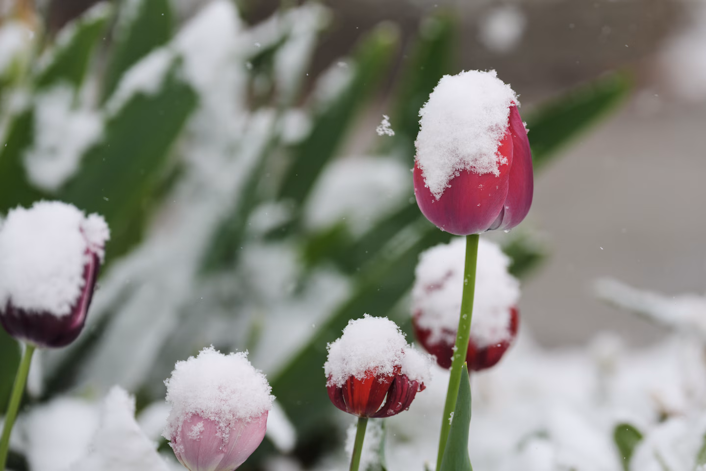 These cities waited for snow all winter. Now several inches will fall in May.