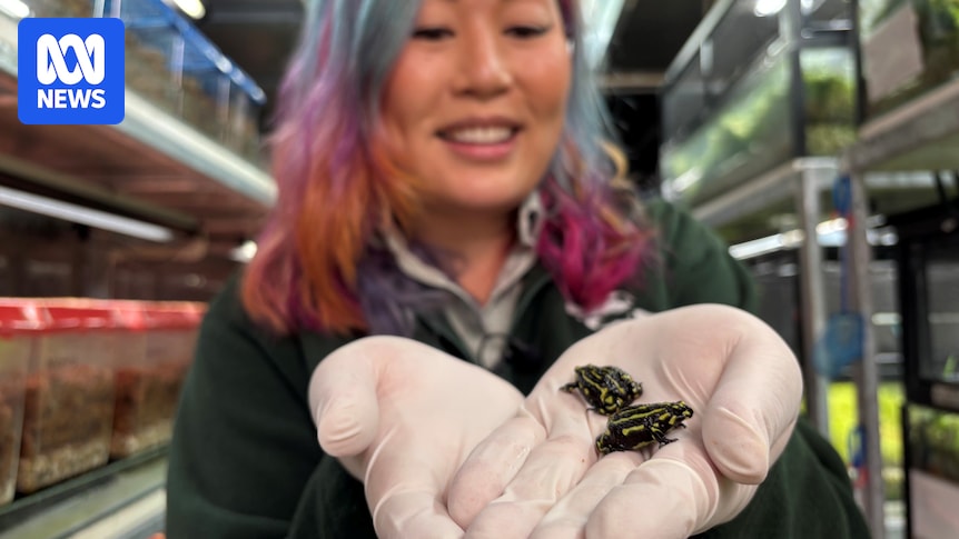 More than 800 northern corroboree frogs released into the wild in southern NSW to bolster numbers