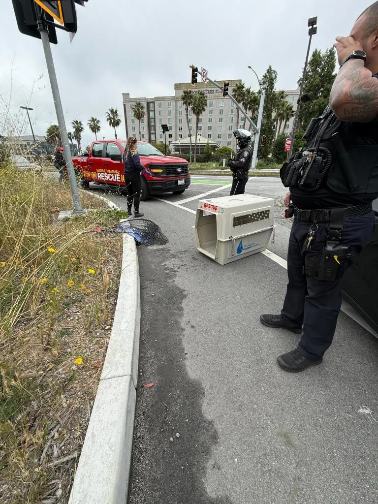 An officer with the Brisbane Police Department was traveling to work Friday when he spotted the sea lion pup waddling around in front of a hotel. Brisbane Police Department