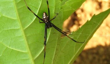 The most venomous spiders in SC are becoming more active. Here’s what to know about them