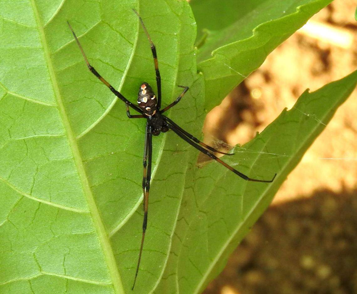 The most venomous spiders in SC are becoming more active. Here’s what to know about them