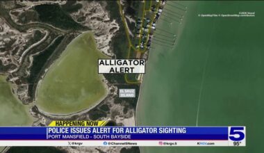 Alligator sighting in Port Mansfield prompts safety warning