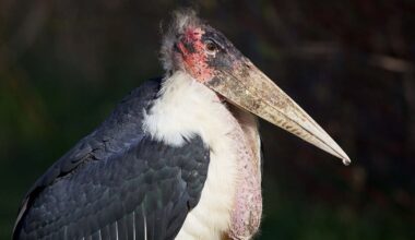 African stork in Wisconsin: Latest sightings, what we know