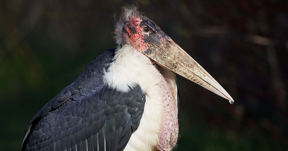 African stork in Wisconsin: Latest sightings, what we know