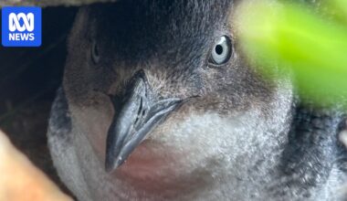 Kangaroo Island's little penguin numbers rise after record low in 2024