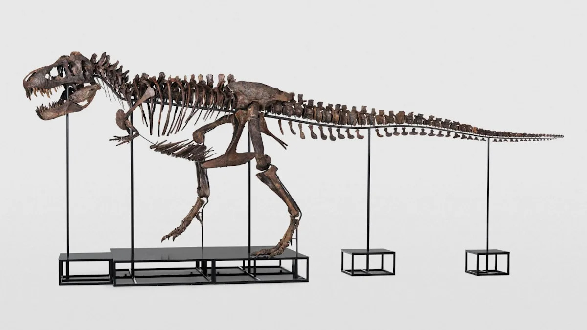 Why Do T-Rex Dinosaurs Have Mini Arms? Scientists May Have Discovered the Reason