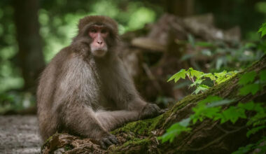 Study records unusual behavior in monkeys playing touchscreen games