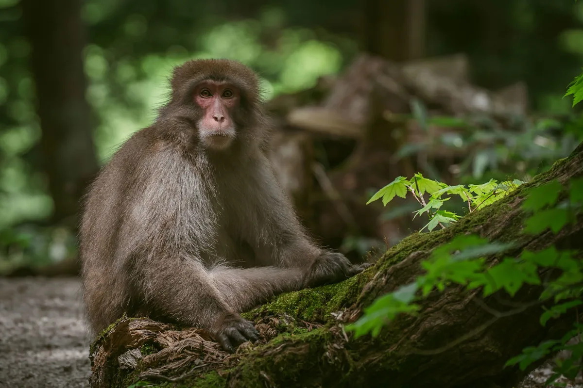 Study records unusual behavior in monkeys playing touchscreen games