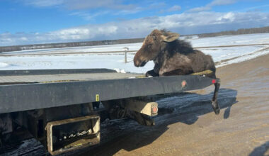 Heartwarming video shows a tow truck driver rescuing a moose stuck in ice: 'I can't stand to see him suffer'