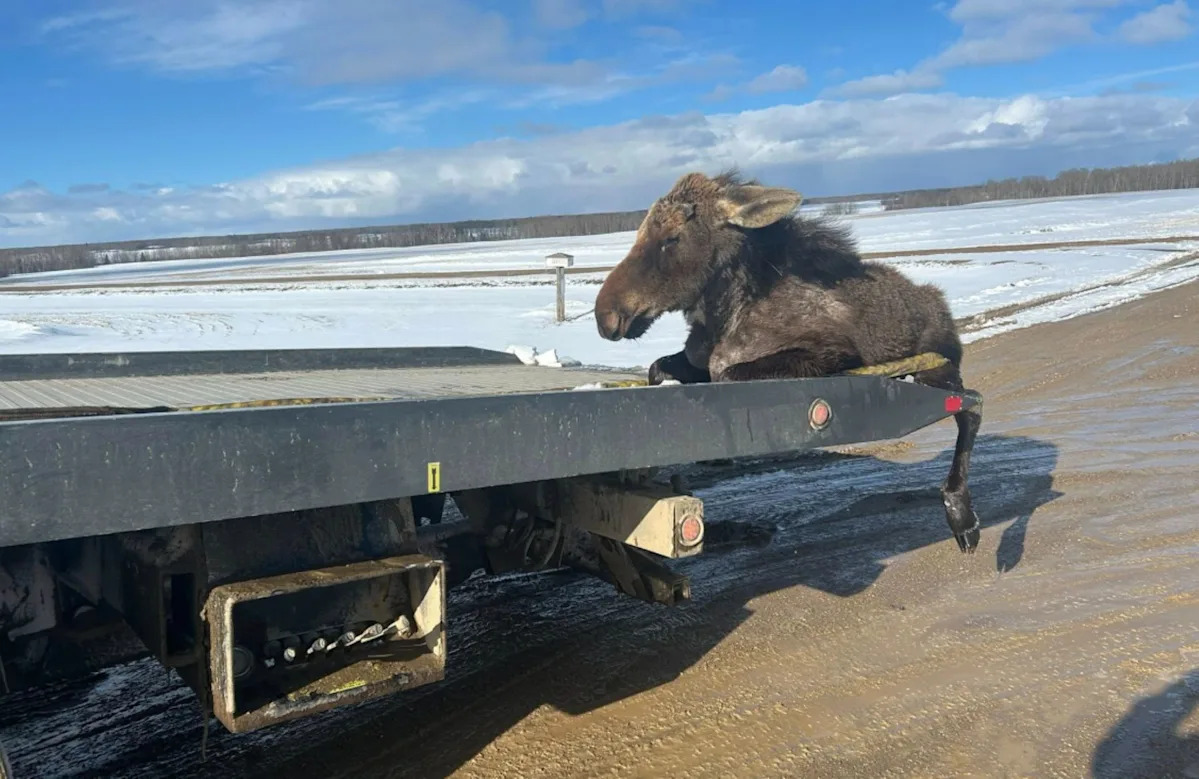 Heartwarming video shows a tow truck driver rescuing a moose stuck in ice: 'I can't stand to see him suffer'