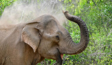 This Mama Elephant Helps Her Baby Take a Bath and It's a Beautiful Moment To Watch