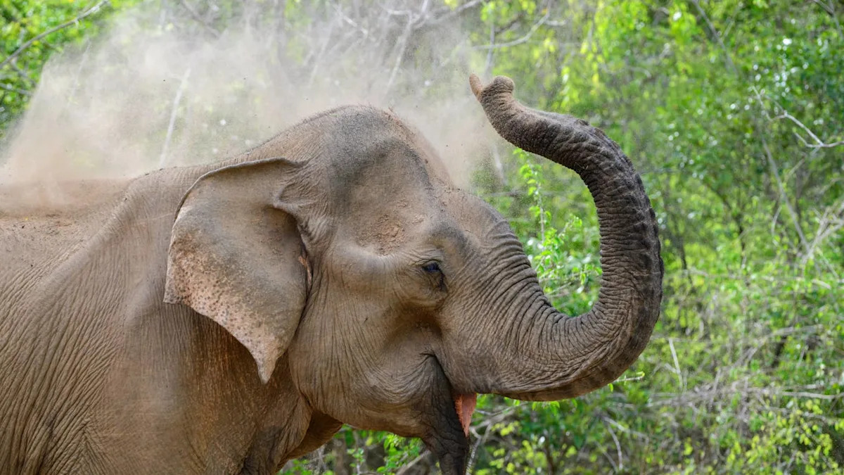 This Mama Elephant Helps Her Baby Take a Bath and It's a Beautiful Moment To Watch